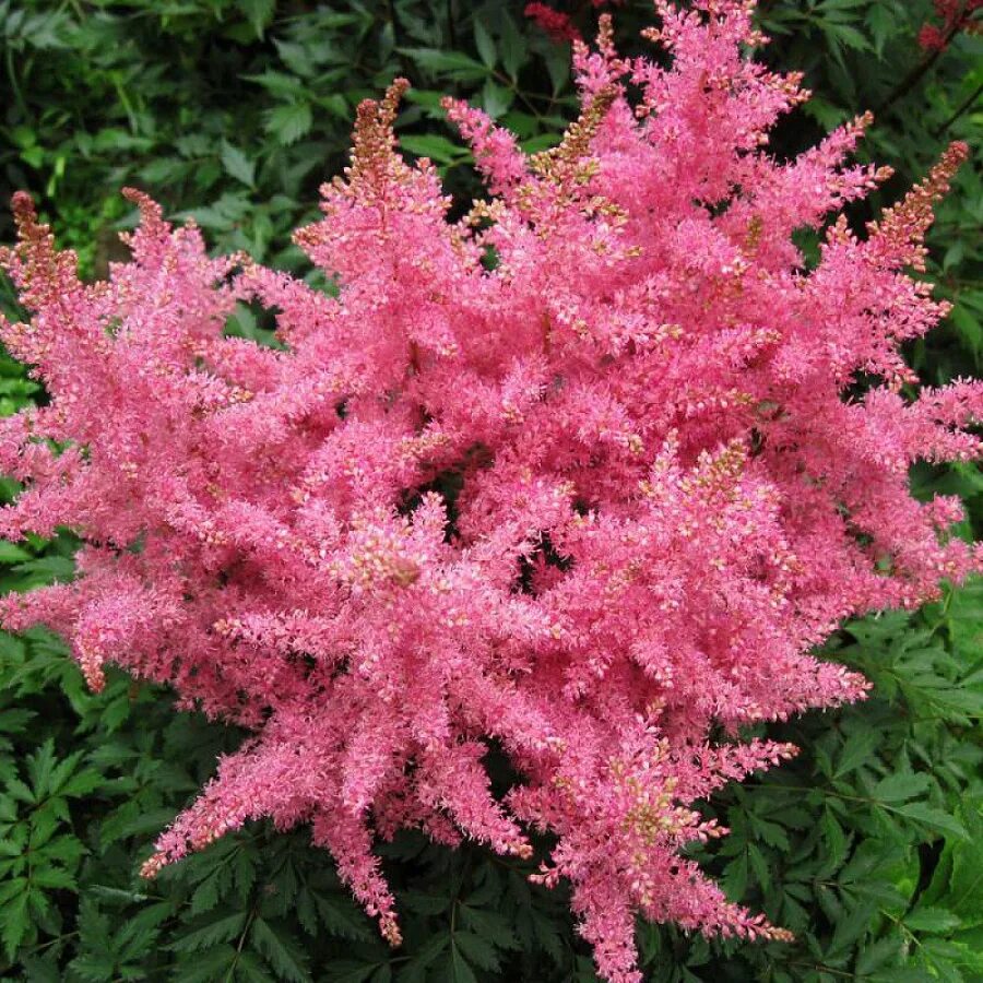 Астильба арендса. Как цветет астильба. Астильба арендса шоустар. Астильба метельчатая. Астильба распберри.
