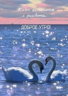 Любовь двух лебедей
