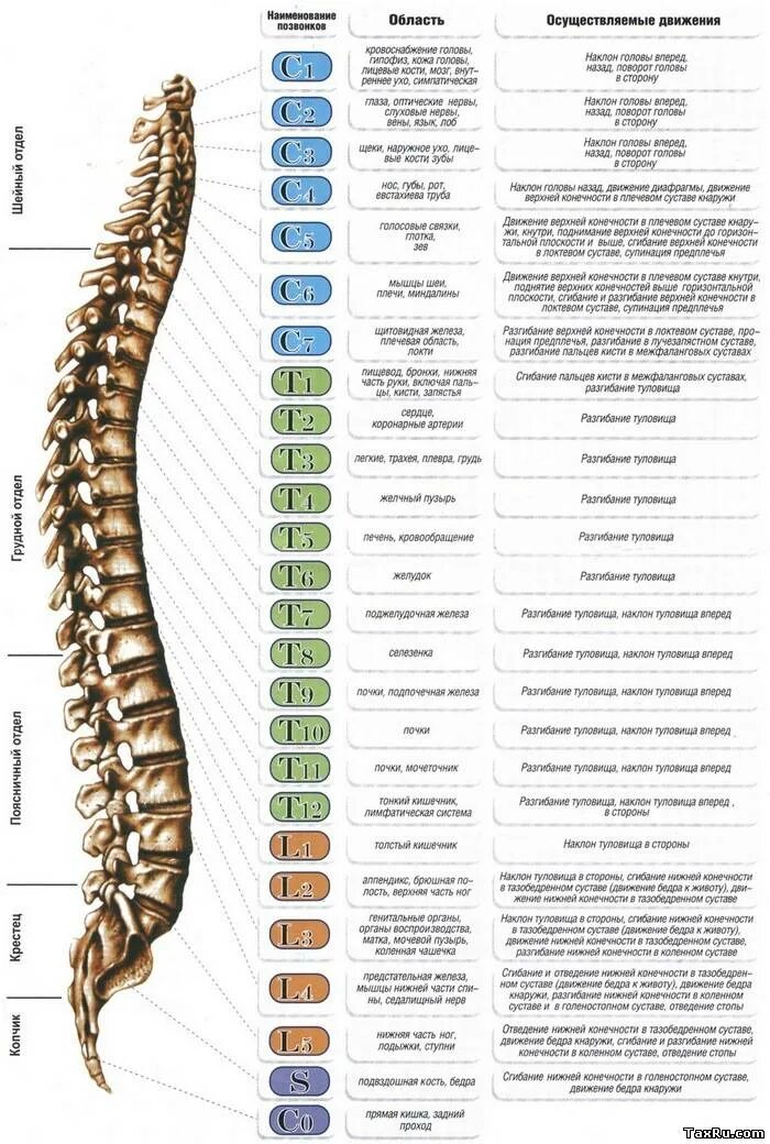 Позвоночник по отделам с номерами. Строение позвоночника человека схема с обозначениями. Позвоночник строение анатомия на латыни. Строение позвоночника на латыни. Позвоночник человека анатомия латынь.