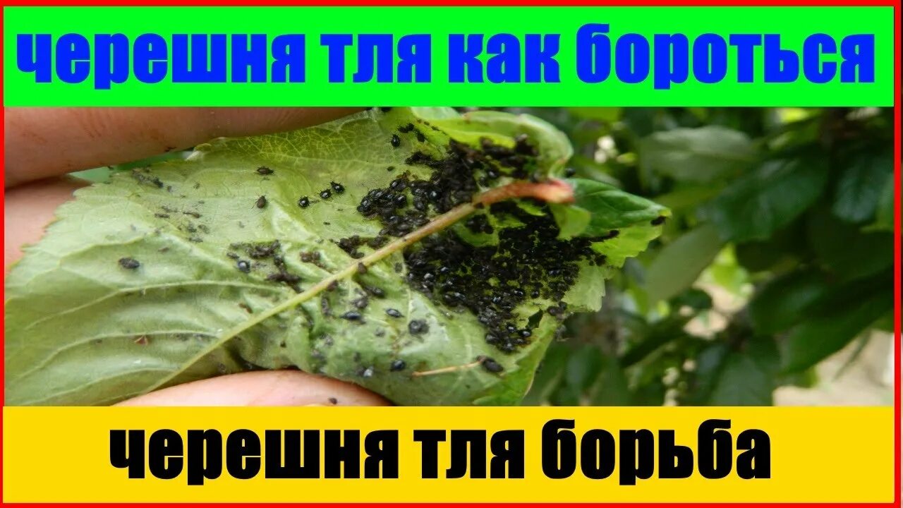 Свекловичная тля. Тля на черешне. Тля на черешне. Как бороться с тлей на черешне. Вредители персиковых деревьев.