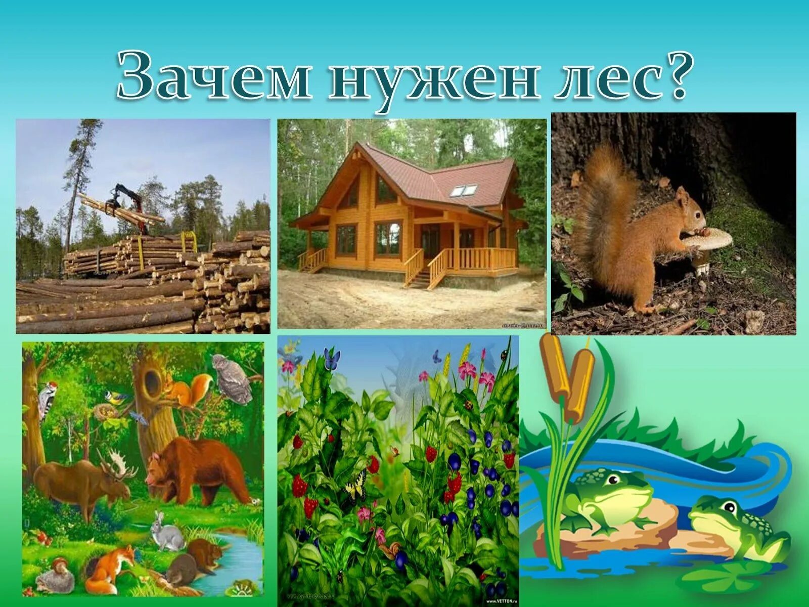 Лес дом для растений животных. Презентация лес для дошкольников. тема недели лес. лесные этажи для дошкольников. польза леса для детей.