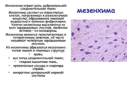 Имеет развитое межклеточное вещество