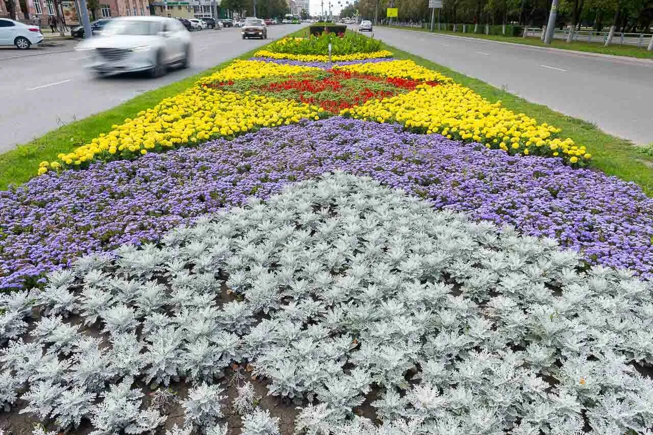 цинерария серебристая посадка. цинерария серебристая посадка и уход фото. цинерария приморская. цинерария приморская + колеус.