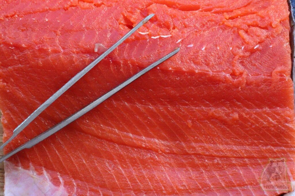 File:Pink salmon infected w henneguya - oct 2009 (2).jpg - Wikipedia