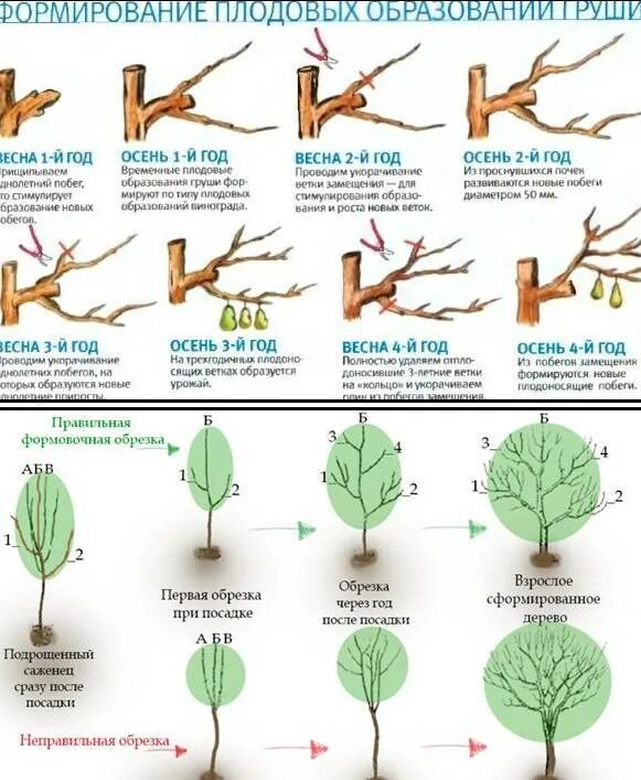 Схема обрезки груши 5 лет. Обрезать ветви деревьев. Санитарная обрезка плодовых деревьев. Санитарная, омолаживающая обрезка деревьев. Кронирование яблони.