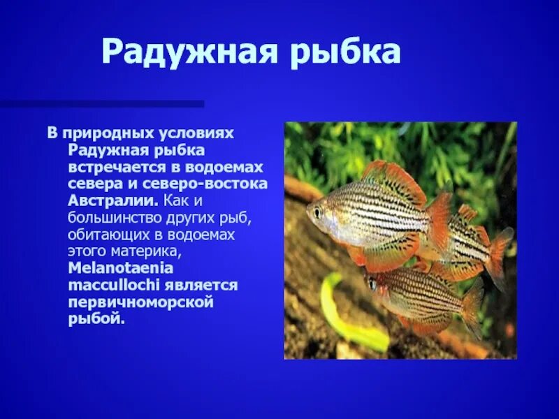 в аквариуме было 10 рыбок 2 утонули 4 уплыли 3 погибли. загадка в аквариуме 10 рыбок 2 утонули 4 уплыли 3 погибли. в аквариуме было 10 рыбок 2 утонули 3 уплыли. в аквариуме 10 рыбок 2 утонули. в аквариуме 10 рыбок 2 утонули.