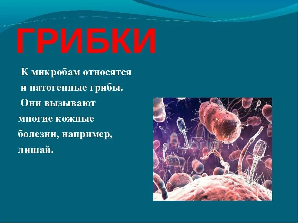 Простейшие микробиология. Грибок это простейшие. Грибки микроорганизмы. Бактерии вирусы грибы простейшие. Грибки бактерии вирусы.