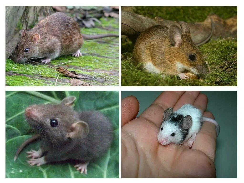 Крысы мыши полевки. Домашние Грызуны. Крыса и мышь отличия. Разница между крысой и мышью. Как отличить мышь