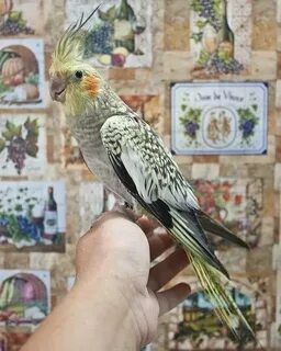Пестрый кореллы
