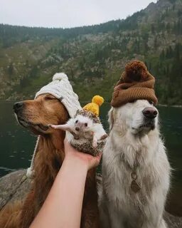 Добрые друзья картинки смешные