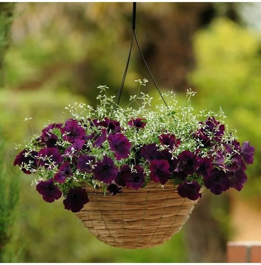 петуния ампельная изи вейв бургунди. петуния ампельная f1 изи вэйв бургунди велюр. петуния ампельная f1 изи вейв бургунди велюр. петуния ампельная изи вейв бургунди. семена поиск профи петуния ампельная шок вейв дип парпл f1 5 шт.