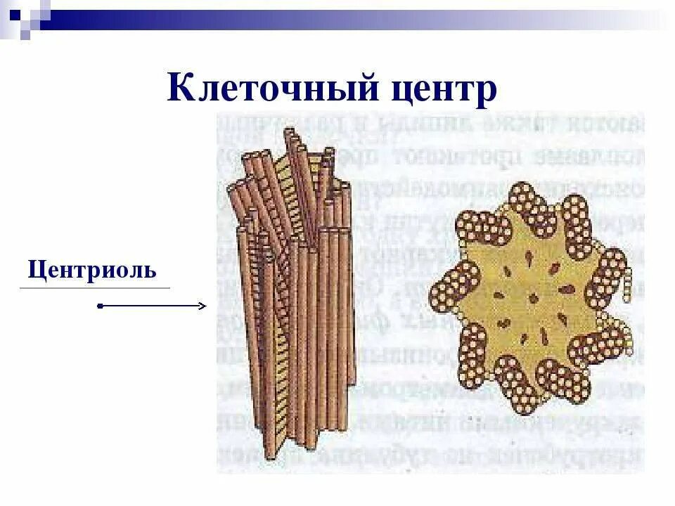 Клетка клеточный центр рисунок. Центроли животной клетки строение. Центриоли строение. Центриоли эукариотической клетки. Органоиды клетки центриоли.