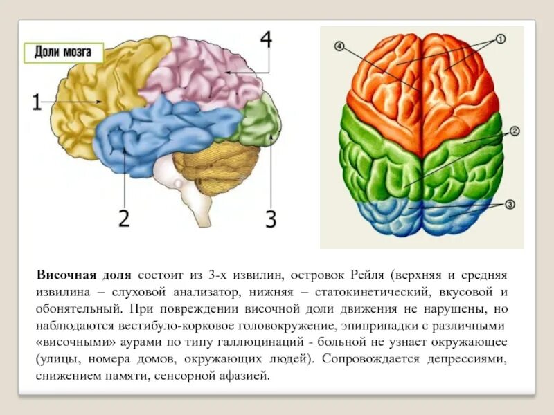 Отделы головного мозга лобная височная. Лобные и теменные доли мозга.