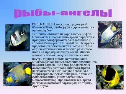 Знаешь рыбы