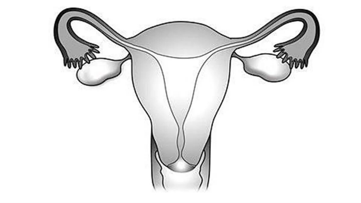 Женская половая система черно белая. Женская репродуктивная система рисунок. Женская половая система схематично. Матка схематично и яичники.