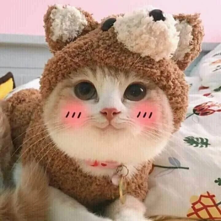 #cats #aesthetic #animals #kitten #pink #pinks esthetic cats aesthetic pink Cat 