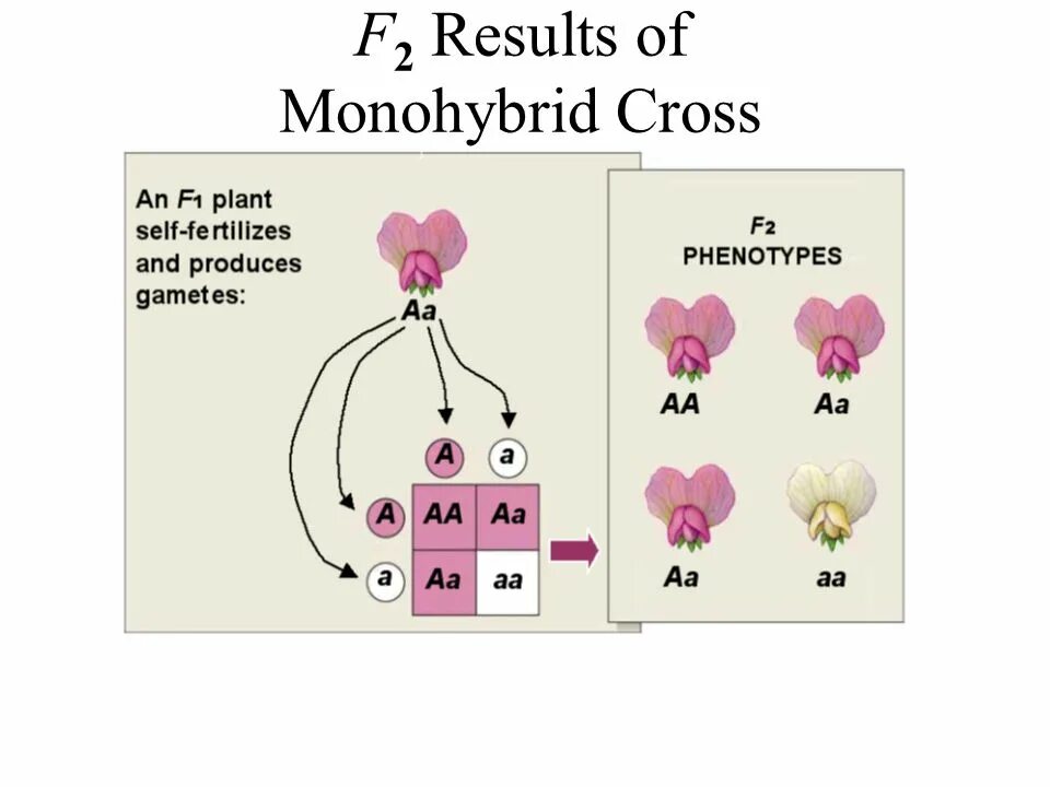 Monohybrid Cross. Monohybrid Crossing. Monohybrid Flouse. Monohybrid and Dihybrid Croses.