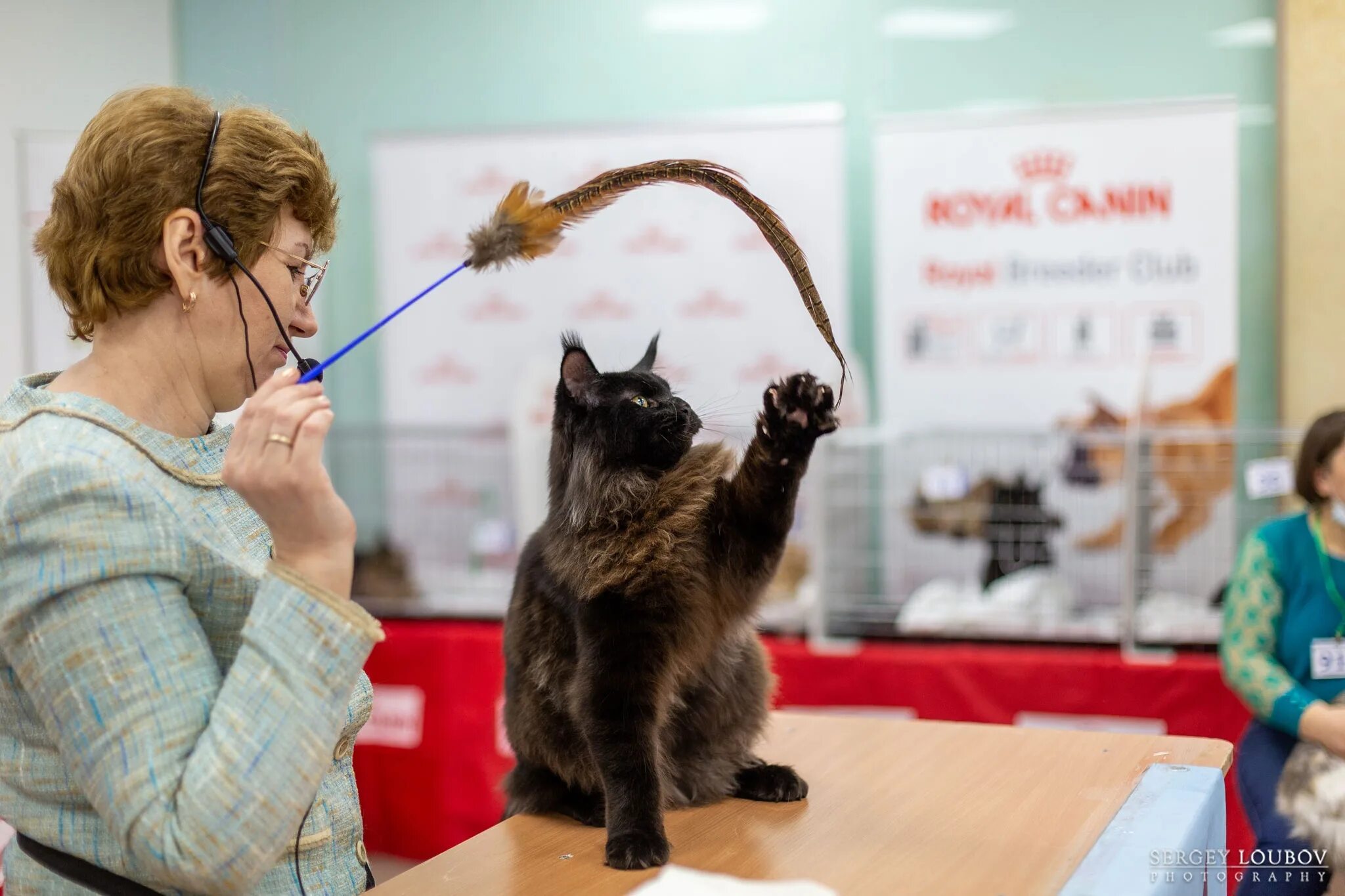 Кошка 2021. Международная выставка кошек. Всемирная выставка кошек. Выставка кошек 2021. Выставка кошек Казань.