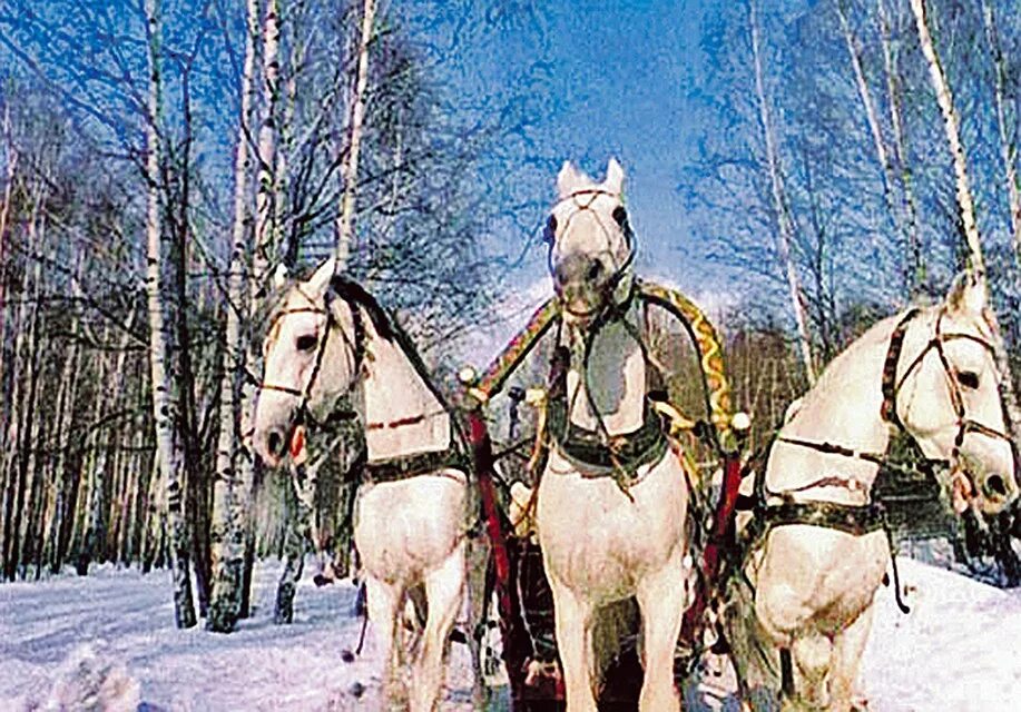 Чародеи 3 белых. Фильм чародеи три белых коня. чародеи фильм 1982. чародеи фильм 1982 тройка. три белых коня из фильма чародеи.