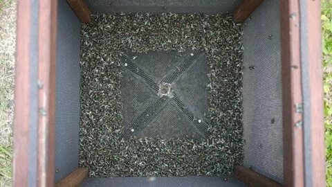 Как избавиться от мух во дворе