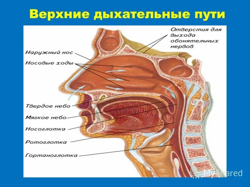 Слизистая оболочка дыхательных путей представлена. Анатомия верхних дыхательных путей. Верхние дыхательные пути. Верхеней дыхательные пути. Веозние двзательные пути.