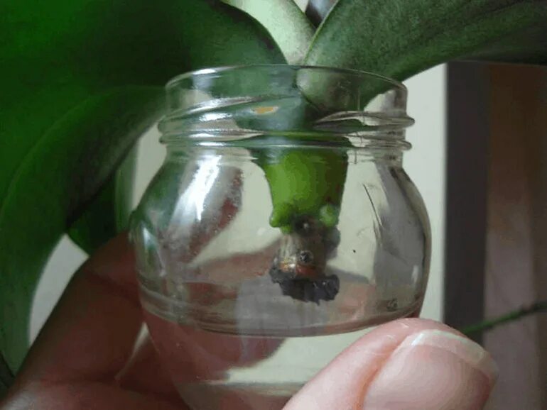 Орхидея фаленопсис корни. Как отрастить корни у орхидеи. Как отрастить корни у орхидеи. Детки орхидеи фаленопсис. Орхидея фаленопсис реанимация.