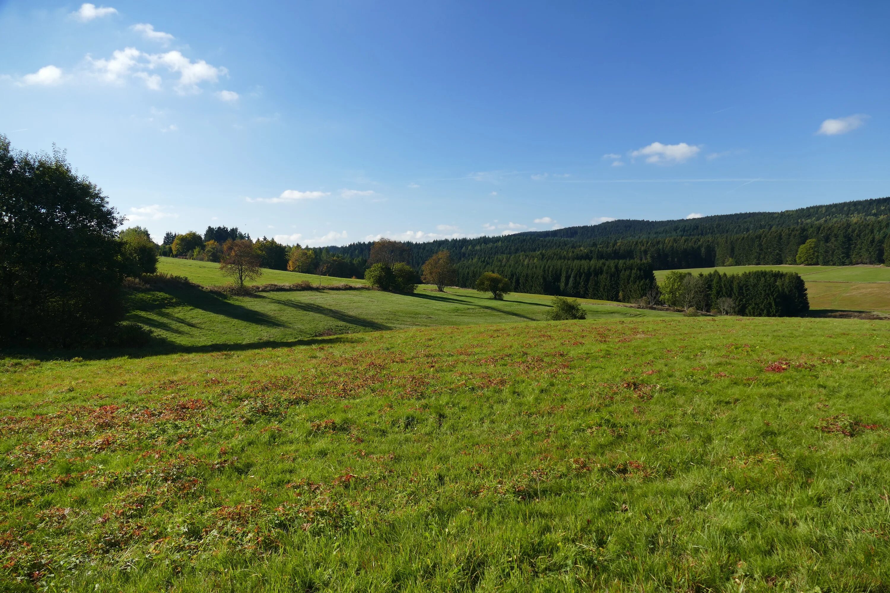 Холмы вдали. Лес вдалеке. Панорама поля и леса. Леса поля Луга. Луг и лес вдали.