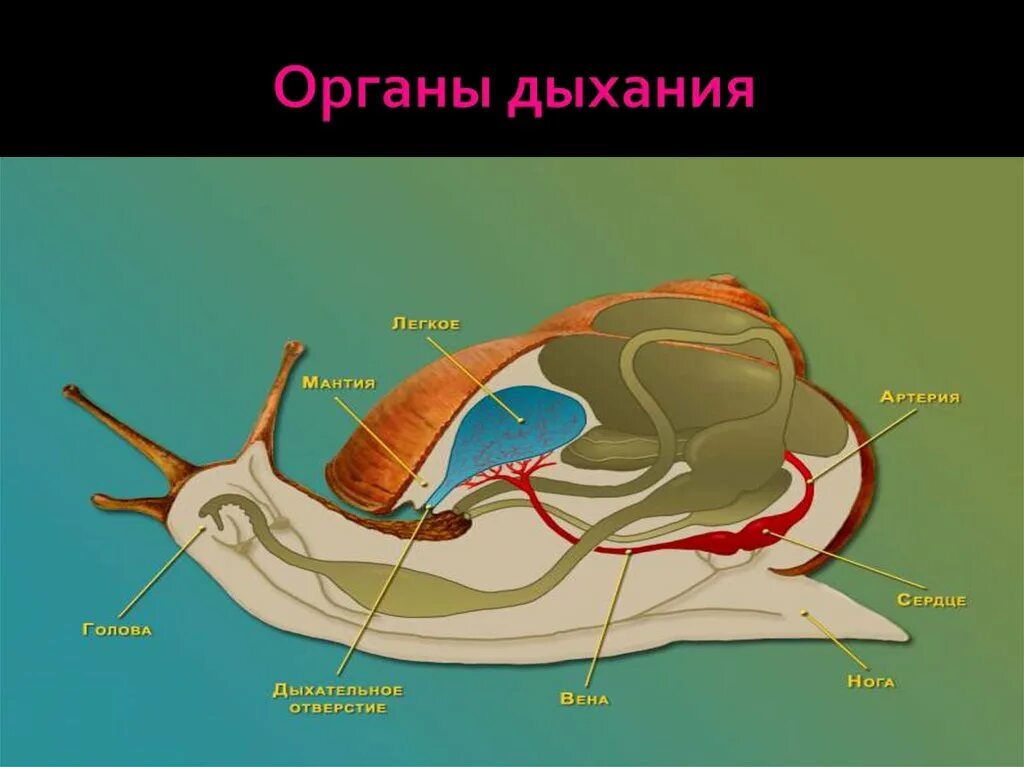 Брюхоногие моллюски дыхательная система. Класс брюхоногие моллюски дыхательная система. Брюхоногие моллюски Виноградная улитка строение. Строение дыхательной системы брюхоногих моллюсков. Дыхание улиток