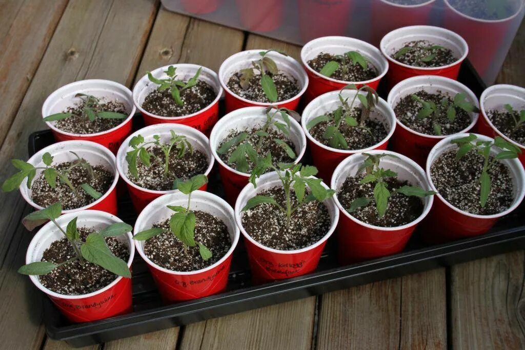 Как поливать рассаду томатов после пикировки. Seedling «рассада». рассада помидор. всходы томатов. подкормка распикированной рассады помидор.