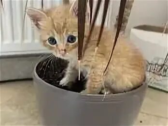 Карантин котенка. Карантин котенка