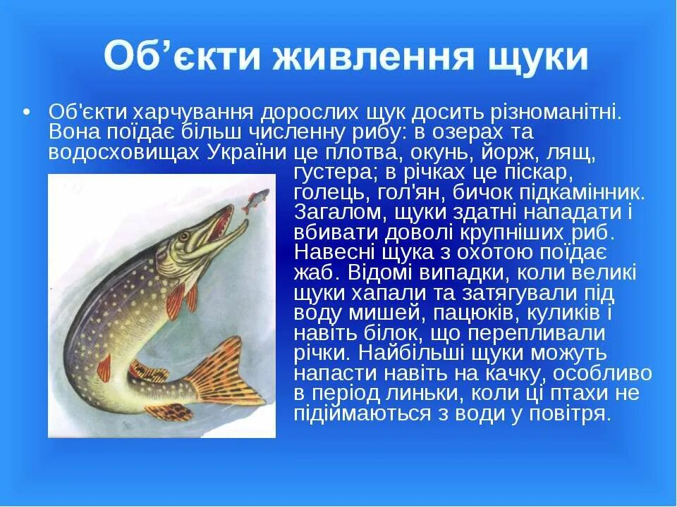 Щука польза и вред. Речная рыба щука. Речные обитатели. Доклад про щуку. Чем полезна щука для организма.