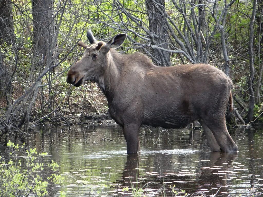 National wildlife. Celestun National Wildlife Refuge. Лось мерисм.