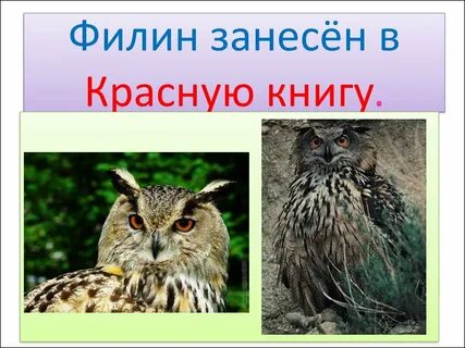 Сова красная книга