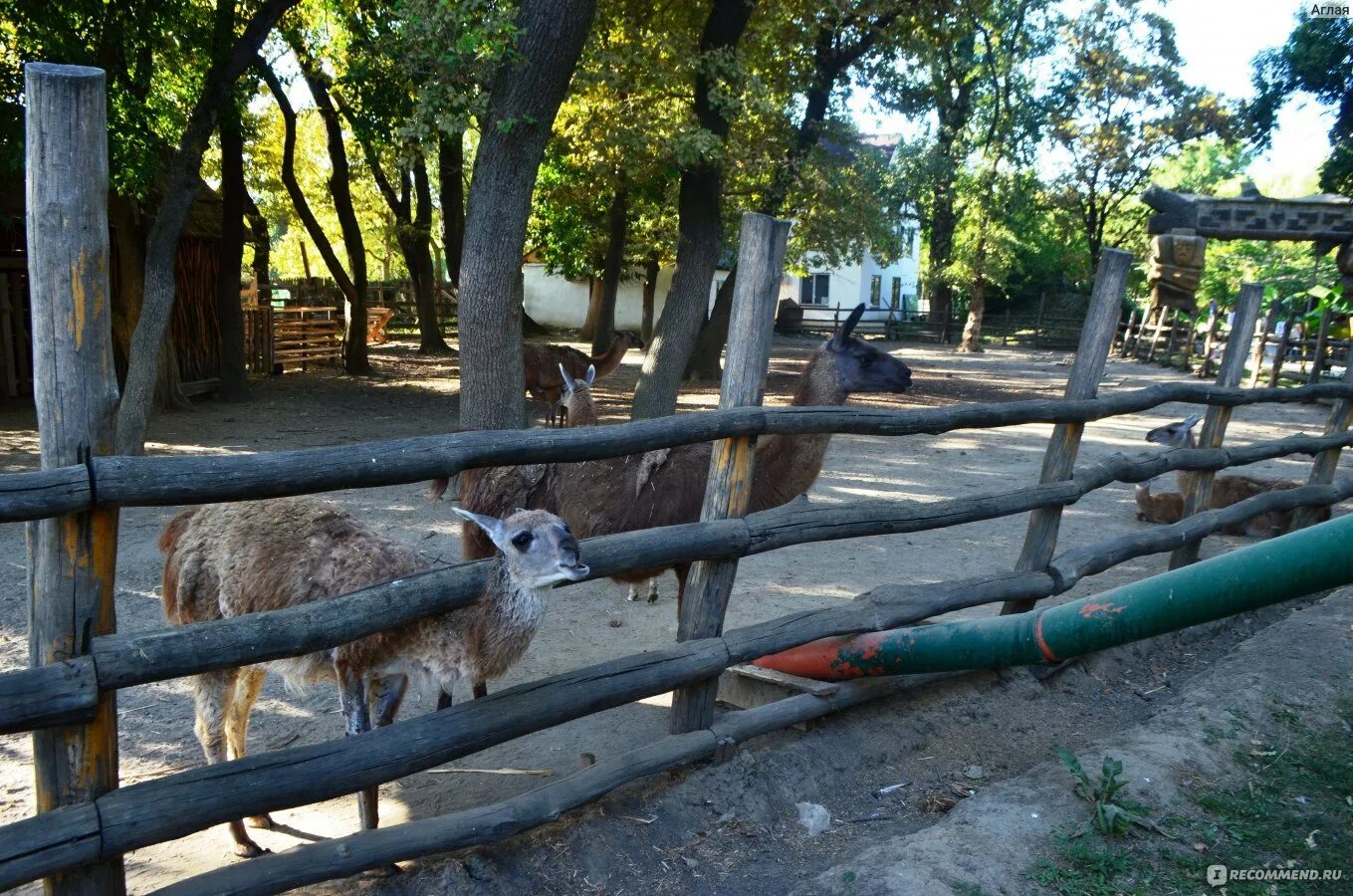 Солнечный остров краснодар сафари парк. Парк солнечный остров сафари парк. Солнечный остров краснодар сафари парк. Сафари парк краснодар краснодара. Сафари парк краснодар динопарк.
