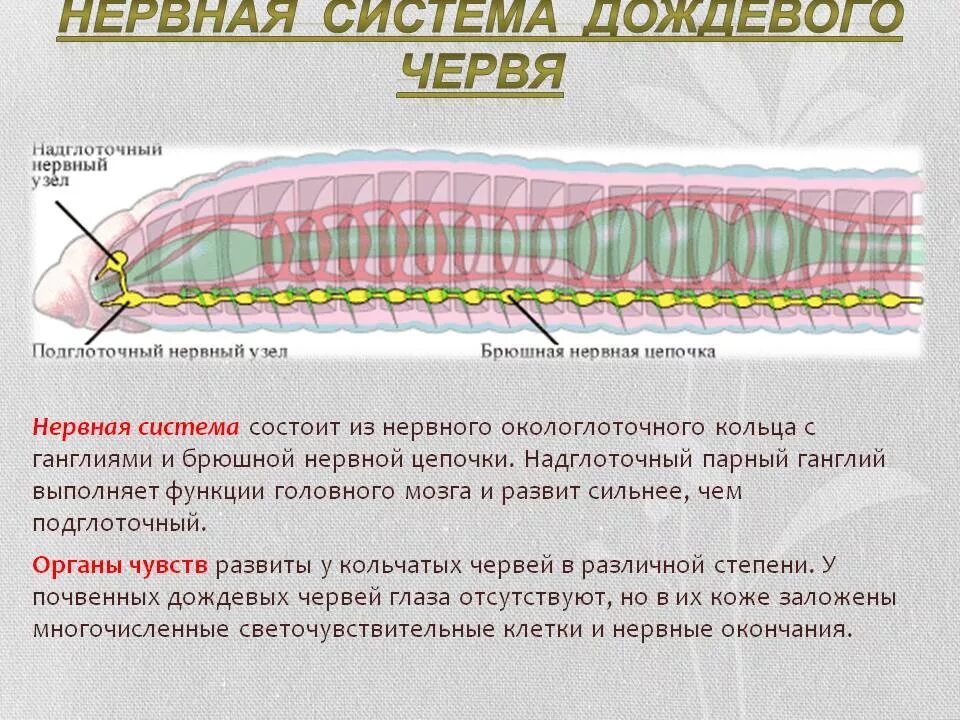 Нервная и выделительная система дождевого червя. Надглоточный нервный узел у дождевого червя. Нервная система дождевого червя. Нервная система червей состоит из. Замечательная особенность этого червя состоит в том