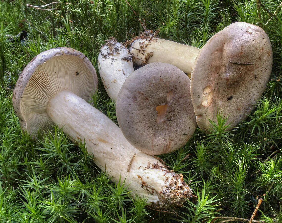 Как выглядит млечник. Гладыш млечник обыкновенный lactarius trivialis. млечник гриб гладыш. млечник обыкновенный гладыш гриб. млечник жгуче-млечный.