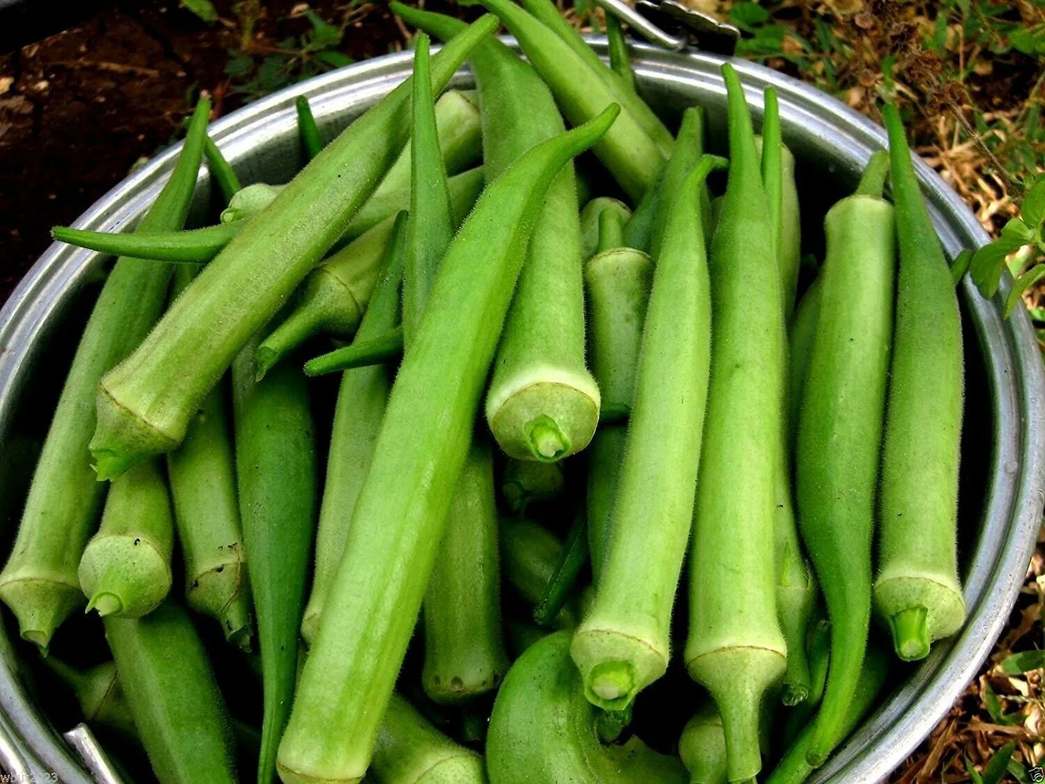Самый простой овощ. Турецкий овощ Бамия. Зеленые овощи. Зеленый овощ длинный. Вьетнамские овощи.