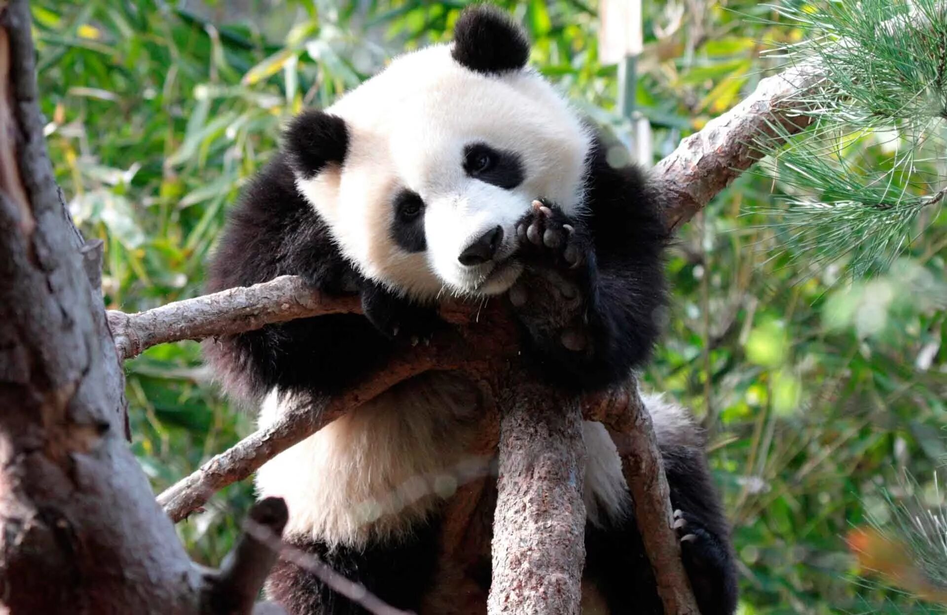 Большая Панда или бамбуковый медведь. Панда бамбуковый медведь. Большая Панда ареал. Пятнистая Панда. Большая панда медведь