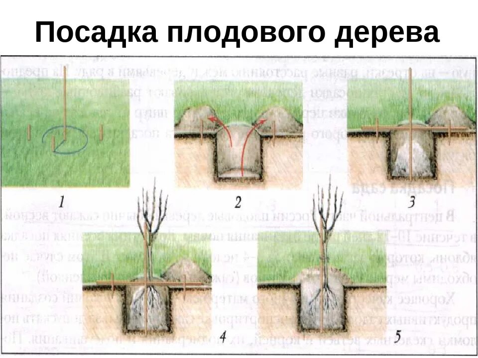 Как правильно посадить плодовое дерево