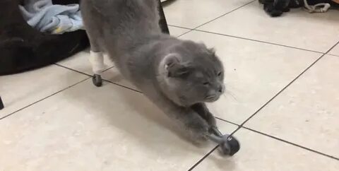 Кошка без лап