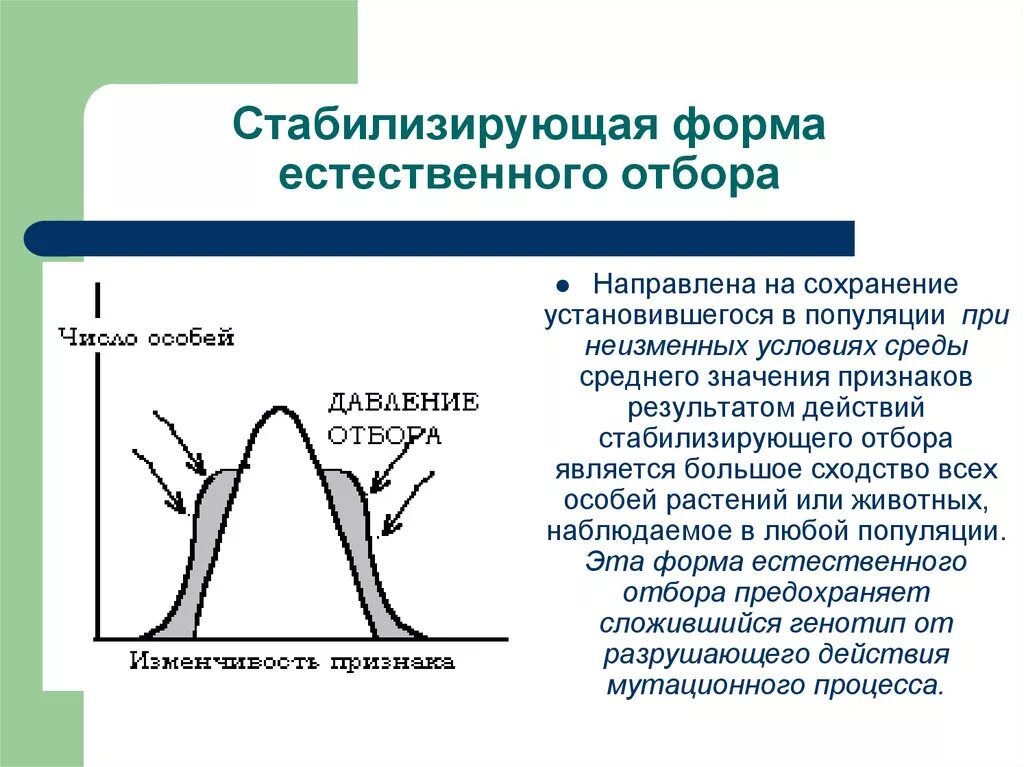 Формы естественного отбора движущий стабилизирующий дизруптивный. Схема стабилизирующего естественного отбора. Схема действия форм естественного отбора. Стабилизация форма естественного отбора. 5 примеров естественного отбора