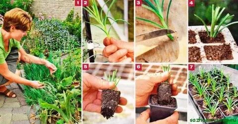 Укорененные черенки гвоздики