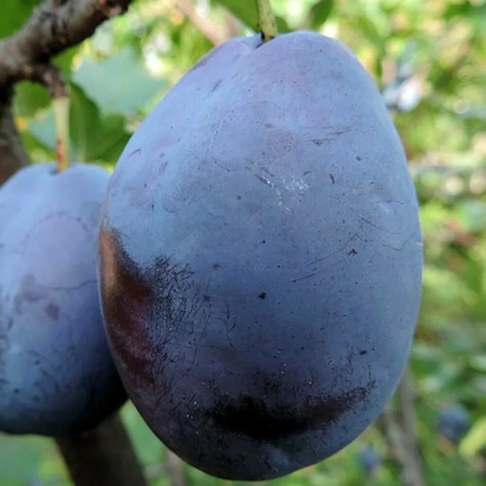 Слива бербанк гигант описание сорта фото отзывы. Слива анжелина. слива сорт анжелина белая. анжелика слива дерево. слива анжелика белая.