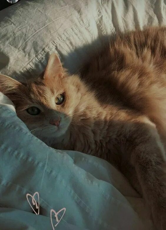 New post on enjoy-the-life-baby Cute cats, Beautiful cats, Cats