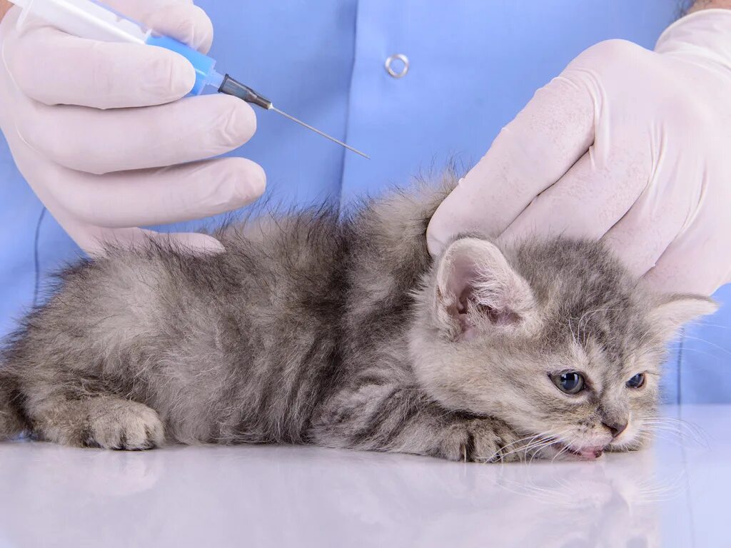 Нужна ли прививка домашней кошке. Вакцинация кошек. Прививка коту в холку. Прививка в холку котенку. Вакцинация котенка в 2 месяца.