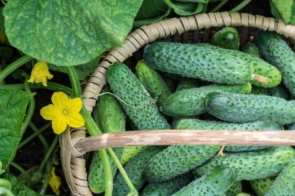 Сорта огурцов для теплицы самоопыляемые. Огурец корнишонный f1 (уд). Огурец буян f1. Огурец боцман f1. Раннеспелые сорта огурцов для открытого грунта.