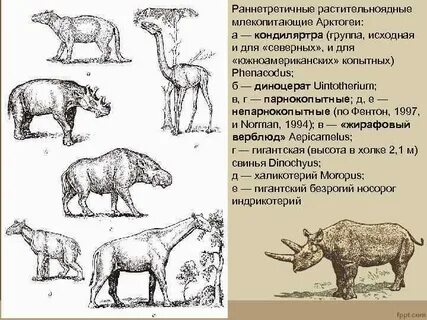 Род млекопитающих