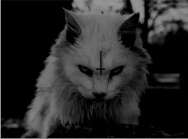 Кот сидит как демон. Коты демоны. адский кот. злой кот дьявол. демонический котик.