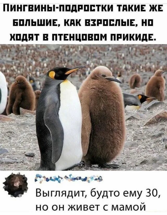 Мем пингвины идут. Пингвин подросток. шутки про пингвинов. мемы с пингвином. пингвины подростки приколы.