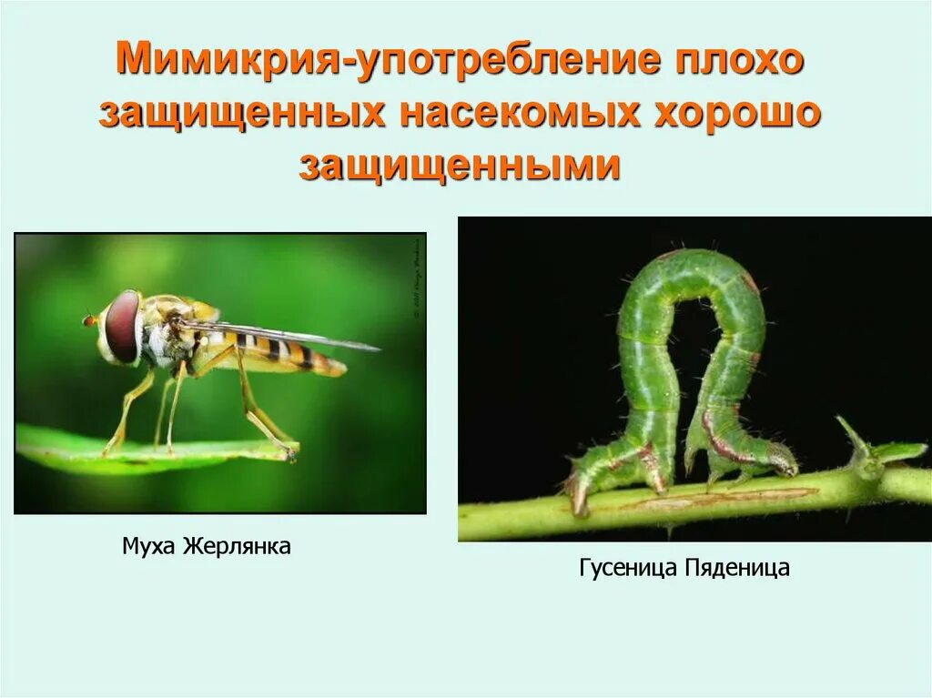 Мимикрия у насекомых. Мимикрия это в биологии. Мимикрия насекомых примеры. Мимикрия презентация.